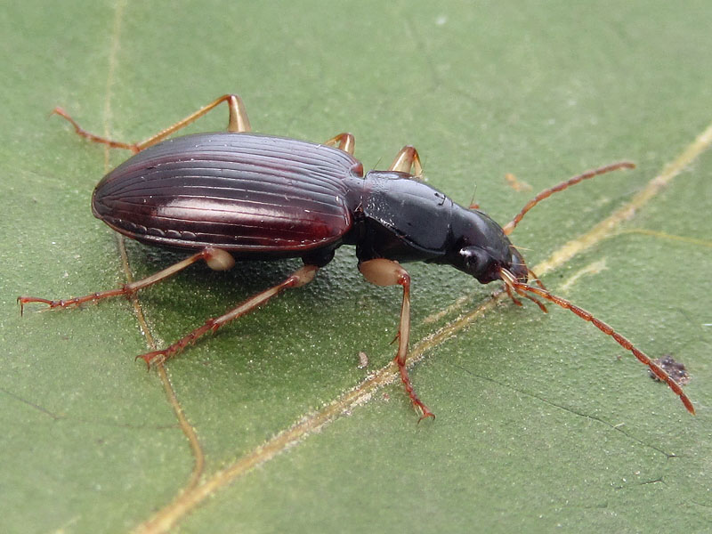 Carabidae: Paranchus albipes ? S !